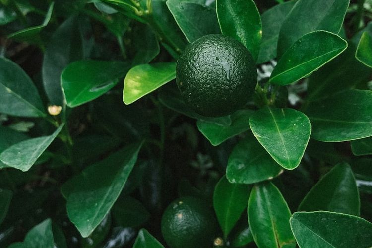 Begini Trik Memilih Daun Jeruk Purut dengan Aroma Harum dan Rasanya Tak Pahit: Cukup Ambil Bentuk yang Seperti Ini!
