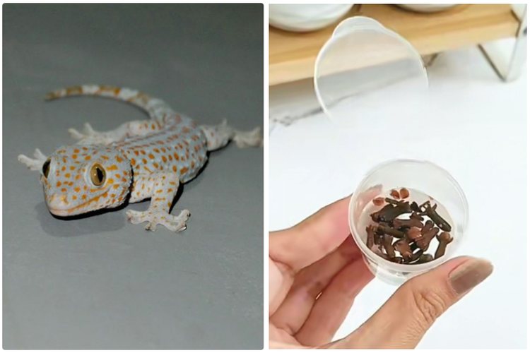 Cara Ampuh Usir Cicak Bandel di dalam Rumah, Buat Mereka Kabur Pakai 2 Jenis Rempah yang Ada Di Dapur Ini!