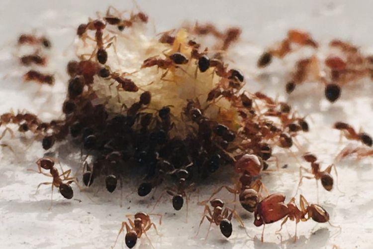 Rumah Banyak Semut? Ternyata Ada 3 Pertanda Ini dari Allah, Jangan Buru-buru Dibasmi