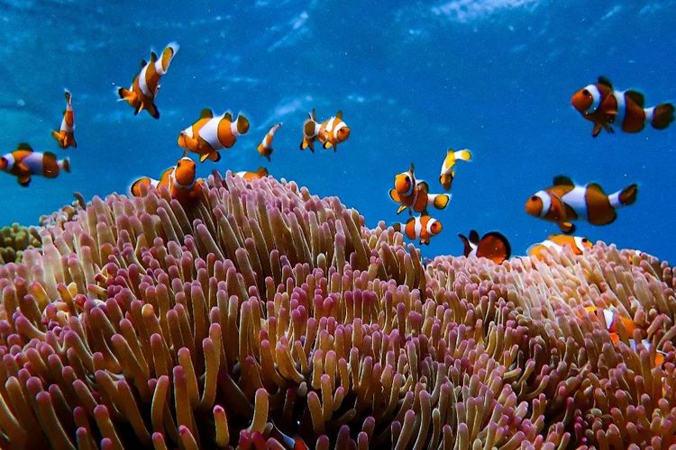 58 Km dari Lombok, Pulau Istimewa di Sumbawa Barat, NTB Keindahannya Bikin Mata Terpana, Luasanya Cuma 15 Ha!