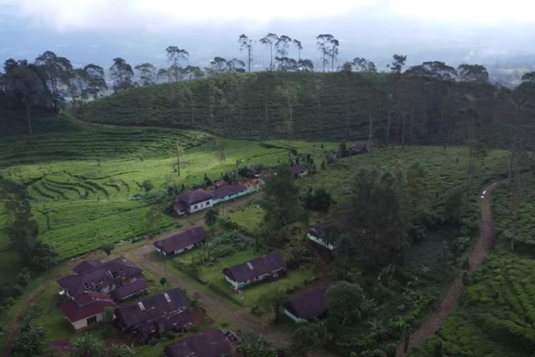 Mau Healing Sunyi ke Perbukitan Batang? Desa Terpencil di Jawa Tengah Ini Diselimuti Kebun Teh Yang Sejuknya Bikin Hati Damai