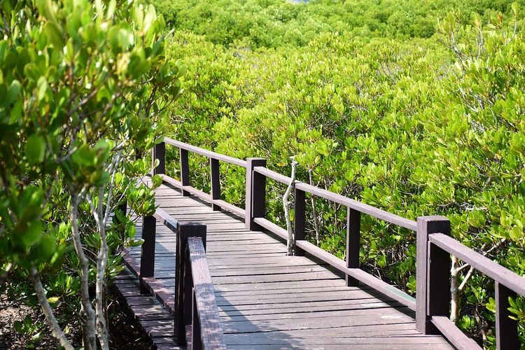 Masuk 500 Besar ADWI 2023, Desa Wisata di Kubu Raya Ini Terselimuti Hutan Mangrove dan Jadi Tujuan Berlibur
