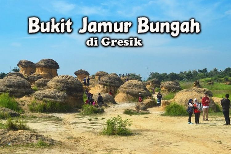 Unik! Jamur Setinggi 7 Meter Ditemukan di Bekas Tambang Batu Kapur Gresik, Fenomena Alam Apa?