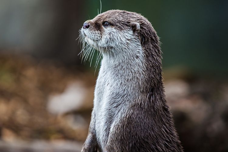 Sekolah Swasta di Pusat Kota New York Ini Pilih Berang Berang Sebagai Maskotnya, Ternyata Ini Alasan Uniknya