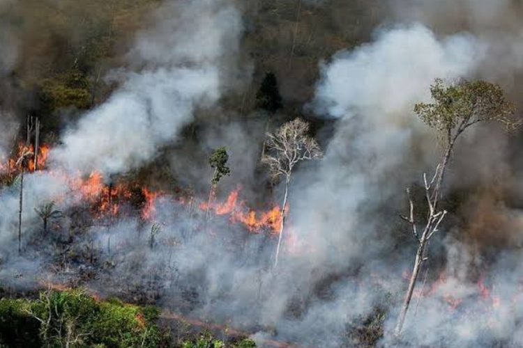 Hampir 800 Hektare Hutan Ditebas Habis Demi Proyek Ambisius Jambi-Riau, Apa Dampaknya?