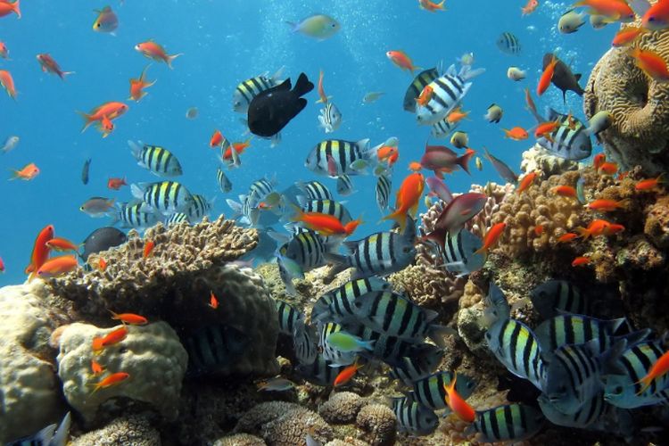 Indonesia dan Australia Bersaing Ketat Jadi Negara Dengan Terumbu Karang Terbanyak di Dunia, Siapa Juaranya?