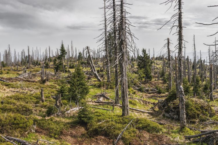 Kala Potensi Alam Pulau Romang, Maluku Digerogoti Areal Pertambangan Emas Seluas 2000 Ha: Lihat Endingnya!