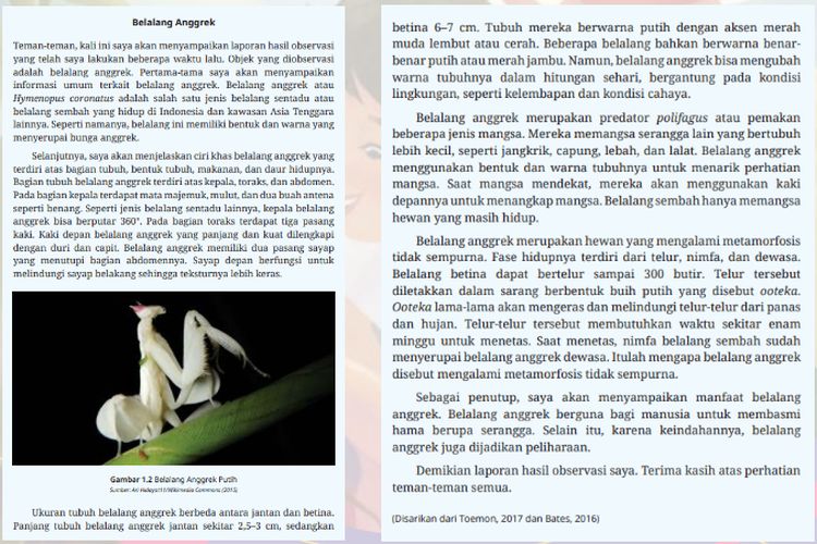 Teks ‘Belalang Anggrek’, Kunci Jawaban Bahasa Indonesia Kelas 10 SMA Halaman 5 6 7 8 Kurikulum Merdeka