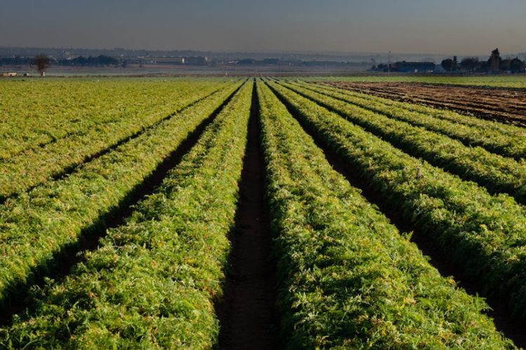 Jadi Produsen Teh Tertua di Dunia, Inilah 3 Kebun Teh Terbesar se-Indonesia, Nomor 1 Ada di Sumatera Utara