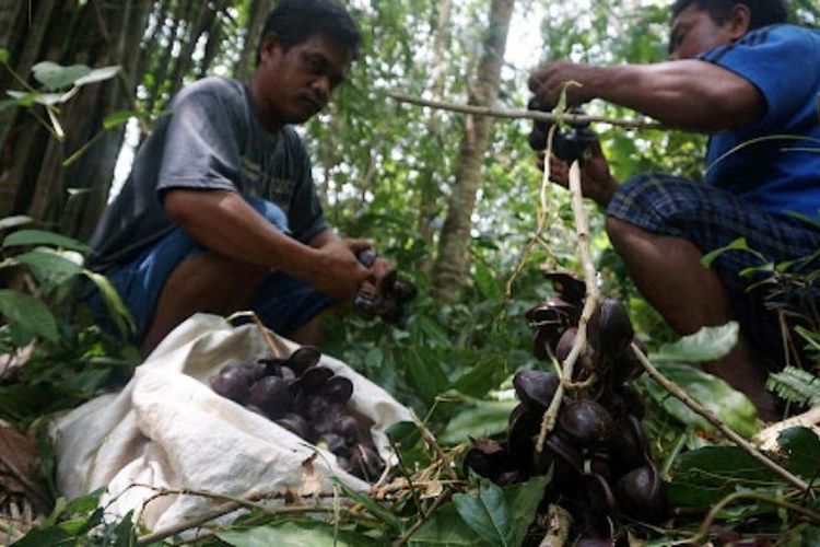 Jengkol Bukan Cuma Bau, Ini Dia 6 Fakta Mengejutkan Tentang Si Raja Bau Sumatera Barat