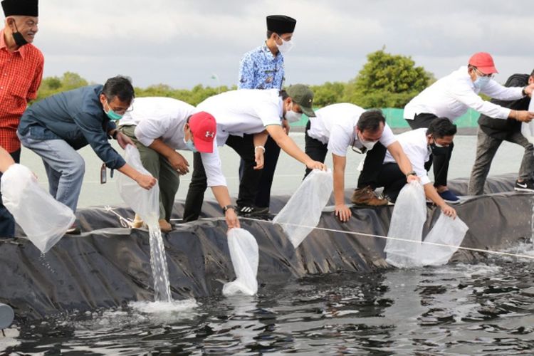 Begini Tips Sukses Budidaya Udang Vaname dari Petani Nusa Tenggara Barat