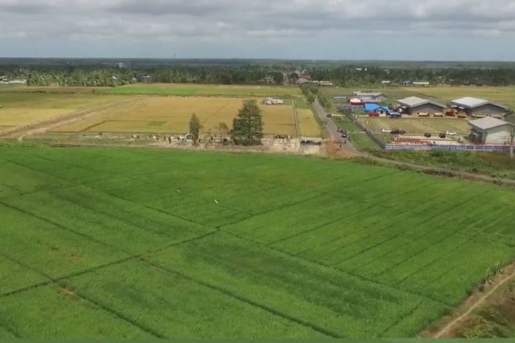 Papua Selatan Ditarget RI Jadi Lumbung Pangan Dunia, Proyek Cetak Sawah 1 Juta Hektar Merauke Digesa