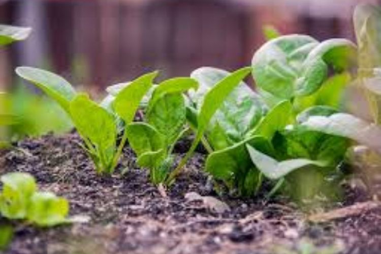 Data BPS: Kulonprogo Penghasil Bayam Terbesar, Bantul Gemar Paling Banyak Makan Sayuran