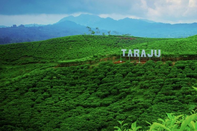 Jadi Penghasil Teh Terbesar di Indonesia, Inilah 4 Rekomendasi Kebun Teh di Jawa Barat yang Wajib Dikunjungi