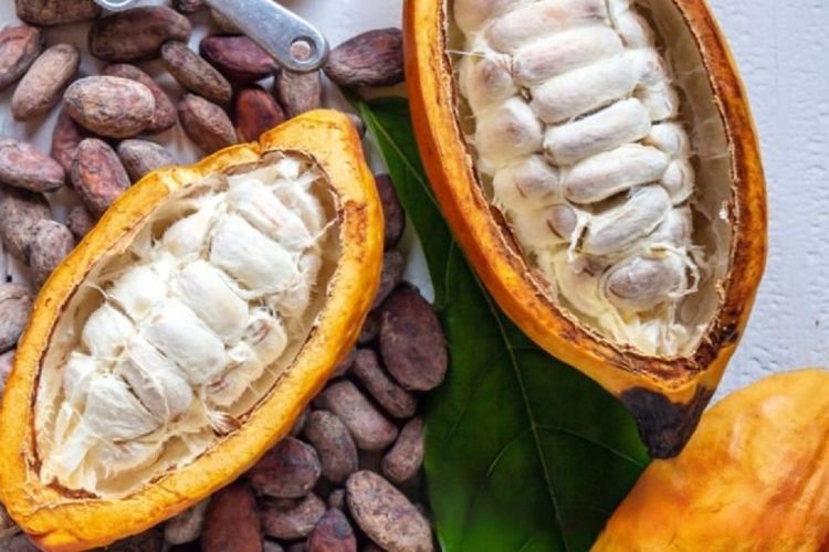 Tembus Pasar Internasional, Ini Dia 4 Fakta Menarik Tentang Kakao Asal Sulawesi Tengah
