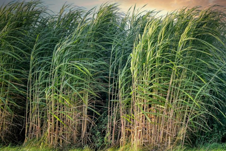 Malang Kota Paling Manis? 10 Daerah Penghasil Tebu di Jawa Timur Ini Dominasi Separuh Produksi Nasional