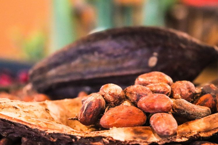 Sulawesi Tengah Pecah Rekor Daerah Penghasil Kakao Terbesar di Indonesia, 3 Provinsi Ikut Jadi Primadonanya!