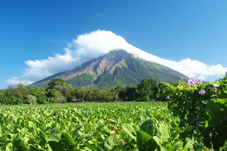Temanggung Digeser! Ternyata Bukan Cuma Daerah di Jawa Tengah  Ini yang Tawarkan Tembakau Berkualitas