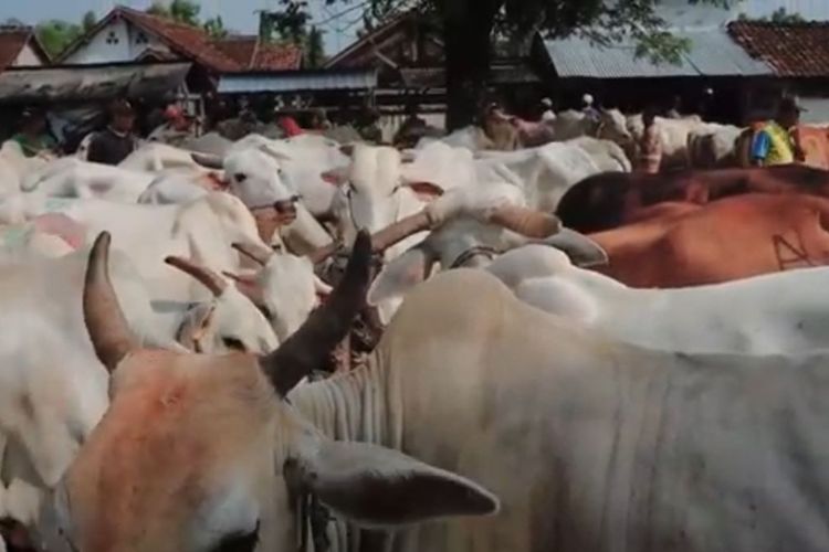 Proyek Pembangunan Pasar Hewan di Jawa Tengah Rp3,3 Miliar Gagal Realisasi Tahun 2024, Ini Penyebabnya