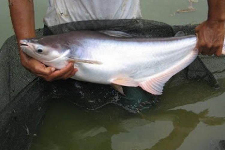 Terungkap! Raja Patin Indonesia Ternyata Berasal dari Daerah Ini, Bukan Kalimantan Selatan