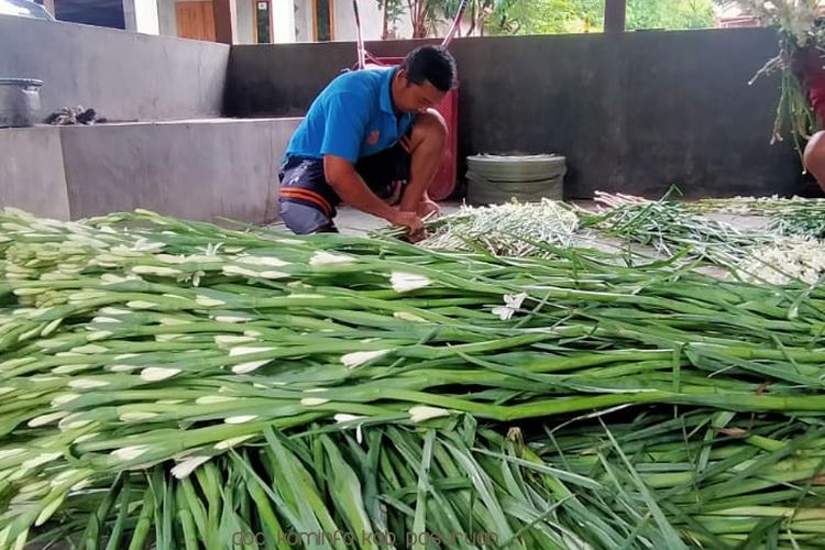 Produksi Capai Puluhan Juta Tangkai, Krisan dan Sedap Malam Jadi Varietas Unggulan Pasuruan