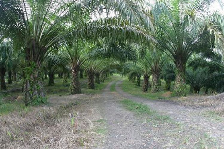 Kalimantan Barat Minggir Dulu! Ini Dia Juara Perkebunan Kelapa Sawit Terbesar di Indonesia