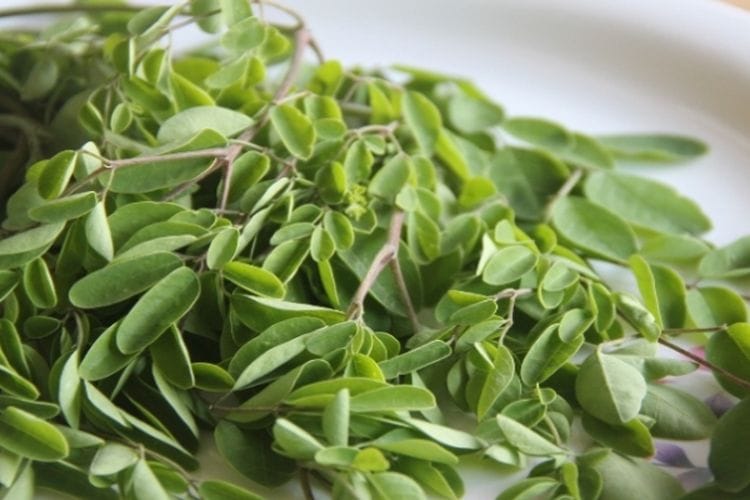 Ampuh Turunkan Kolesterol, dr Zaidul Akbar Ungkap Cara Mengkonsumsi Daun Kelor yang Benar