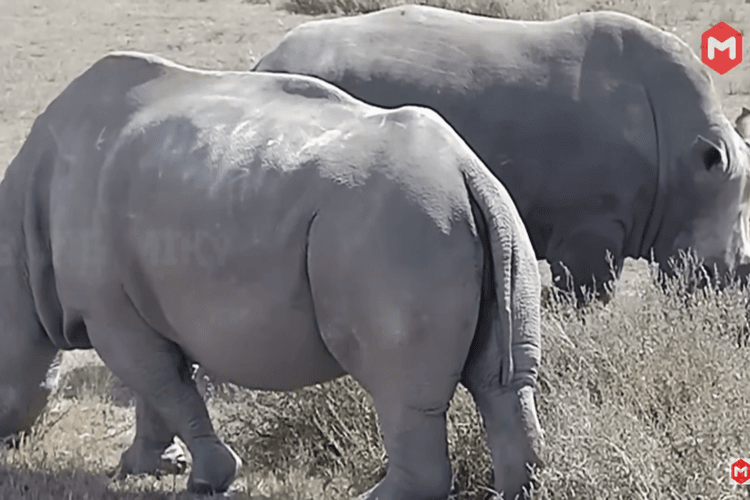 Inilah 6 Hewan Paling Langka di Dunia,  Ada yang Cuma Tersisa 2 Ekor di Bumi