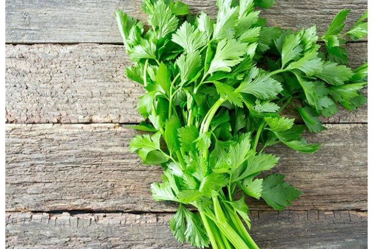 Siapkan Seledri! Begini Cara Menurunkan Darah Tinggi dengan Cepat dan Alami Tips dr Zaidul Akbar