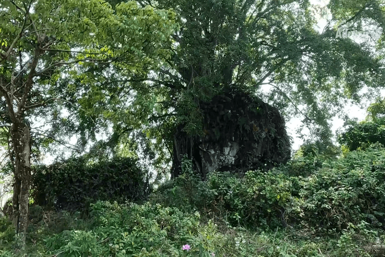 Mengungkap Misteri Leuweung Sancang, Tempat Moksa Prabu Siliwangi