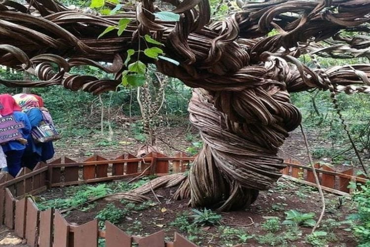Pohon Whomping Willow Ternyata Ada di Lamongan, Jawa Timur! Penyuka Harry Potter Harus Tahu Tempat Ini