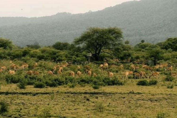 Taman Nasional Baluran Banyuwangi, Kepingan Sabana Afrika yang Membentang di Jawa Timur
