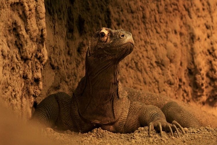 Skull Island di Dunia Nyata Ada di Indonesia? Inilah Pulau Mungil NTT yang Menjadi Inspirasi Film King Kong