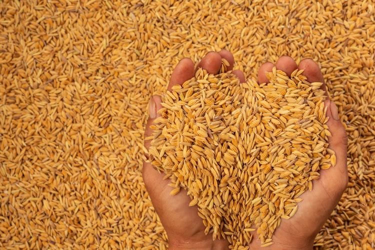 Tak Harus Nasi Putih, Makanan Pertama Nabi Adam Ini Juga Baik untuk Kesehatan Kata dr Zaidul Akbar