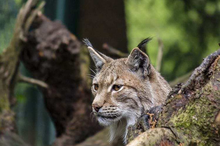 6 Kucing Endemik Indonesia Ini Dalam Ancaman Kepunahan
