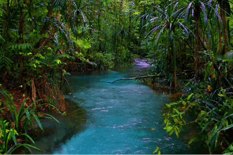 Tersembunyi di Tengah Hutan, Sungai Titisan Surga di Papua Ini Punya Air Terjernih se-Indonesia