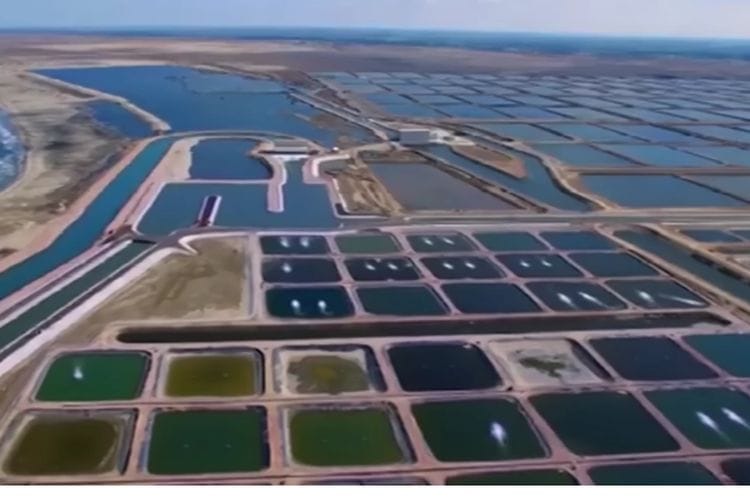 Mega Proyek Budidaya Ikan di Gurun, China Dapat Hasilkan 1.500 Ton Setiap Tahunya