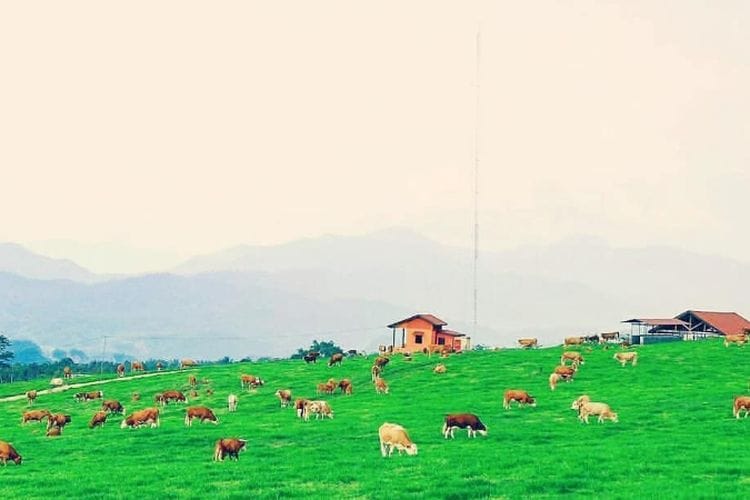 Dukung Ambisi Presiden Prabowo, Perternakan Sapi Lokal di Bandung Diproyeksi Jadi Penguat Gizi Nasional