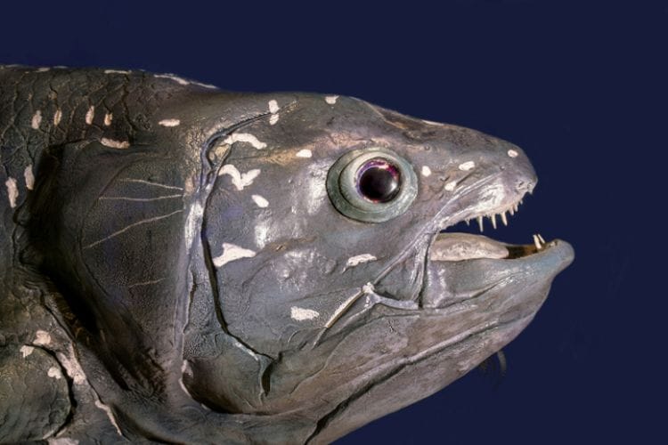 Bangkit Dari Kematian, Ikan Purba Ini Berhasil Ditemukan di Lautan Sulawesi Utara