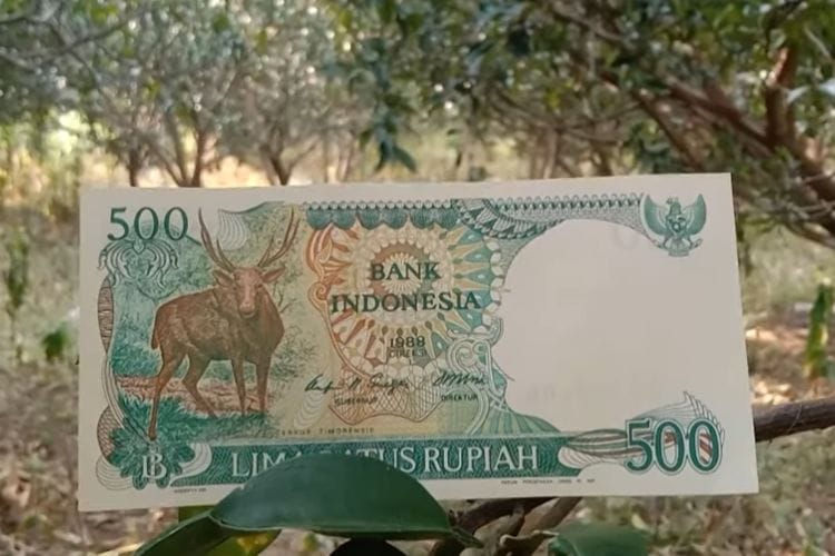 Karakteristik Uang Kertas Rp500 Gambar Rusa Timor Tahun 1988, Benarkah Harganya Tembus Ratusan Juta?