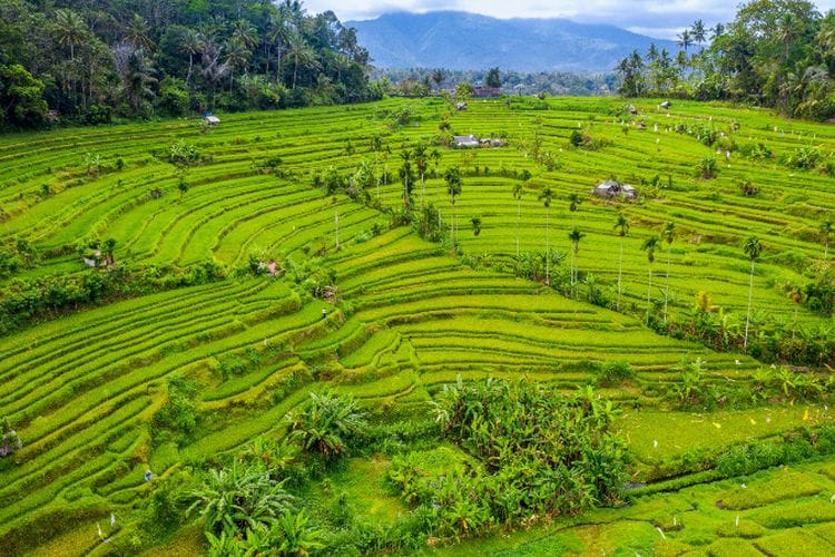 Jangan Kaget! Anda Nggak Bakal Temukan Nasi di Desa Unik Kebumen, Jawa Tengah Ini, Soalnya…