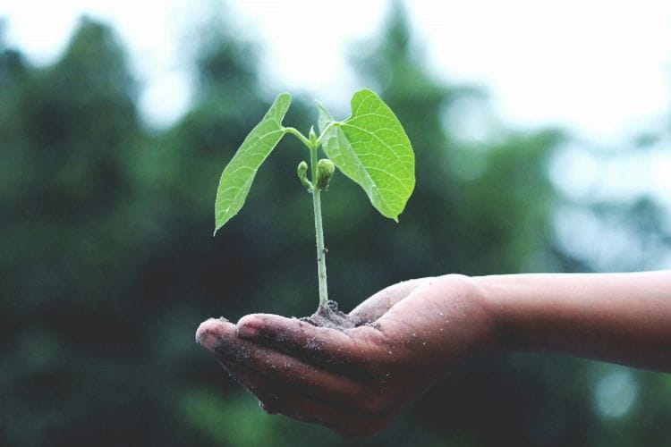 Pesantren Ekologi Misykat Al Anwar Bogor, Ajari Santri Melawan Krisis Iklim dengan Kurikulum Ini