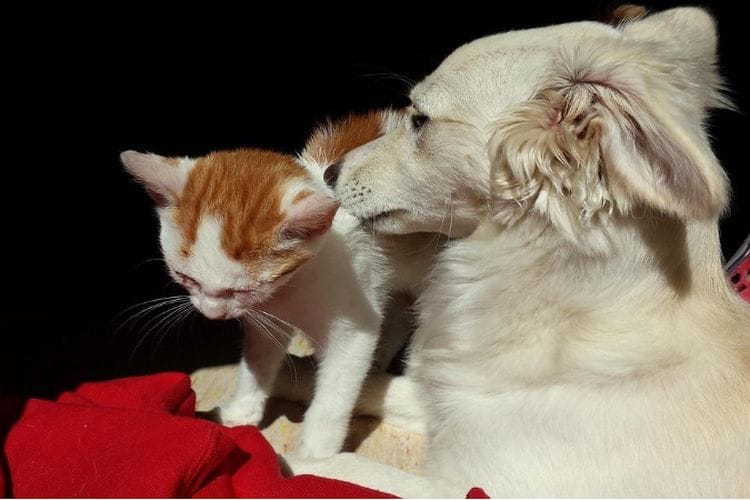 Fakta Mengejutkan! Pelukan Hewan Lebih Ampuh Redakan Stres Akibat Skripsi Bagi Mahasiswa