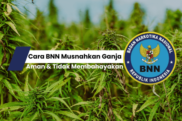 Transparan! Begini Cara BNN Musnahkan Ganja yang Aman Tanpa Bahayakan Masyarakat